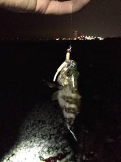 りんくうのメバリング釣果〜フグの猛攻撃にあ…