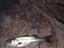 三原川シーバス釣行〜ライズあるもサイズは・・・