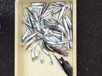 今年の豆アジの姿見ました！マリーナシティ海…