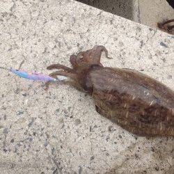 KEI様より　デュエル【DUEL EZ-Q CAST】エギングのアオリイカ狙い　中紀の漁港でのインプレッション！