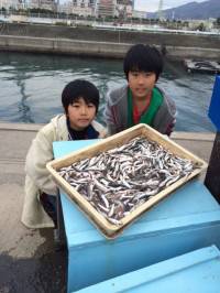 マリーナシティ海釣り公園、イワシが大漁♪