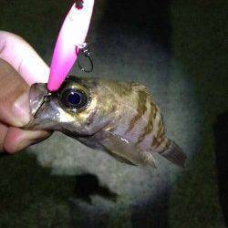 福良湾 カラーローテションでのメバリングはピンクカラーにヒット