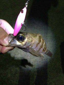 福良湾 カラーローテションでのメバリングはピンクカラーにヒット