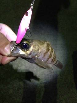 福良湾　カラーローテションでのメバリングは…