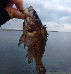 開始一投目できましたがアタリ少なく。。。りんくうメバリング