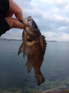 開始一投目できましたがアタリ少なく。。。り…