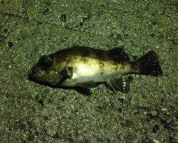 福良湾でのメバル釣果〜渋い中ワームには少なからずアタリ