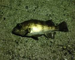 福良湾でのメバル釣果〜渋い中ワームには少な…