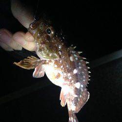 牛ヶ首周辺ライトゲームでガシラ