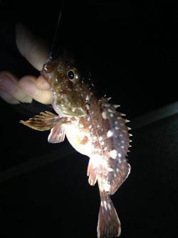 牛ヶ首周辺ライトゲームでガシラ