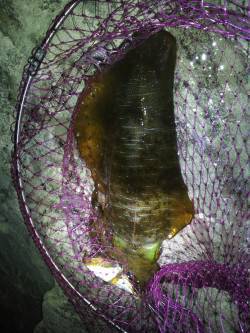 南紀ヤエンでアオリイカ1kg筆頭に2ハイ、…