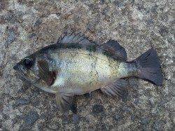 和歌山北港魚つり公園　ウマヅラハギ・メバル・アジ