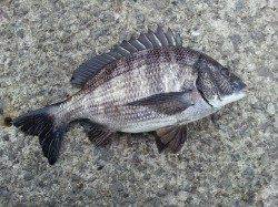 紀ノ川河口カゴ釣りでチヌ〜エサ取り多数でした