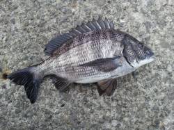 紀ノ川河口カゴ釣りでチヌ〜エサ取り多数でし…