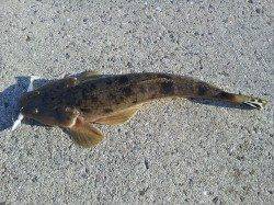 フラットフィッシュ狙いで紀ノ川へ〜とにかく遠投とランガンが重要