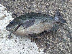 カゴ釣りをしに北港魚つり公園へ