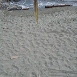 和歌浦漁港と田ノ浦漁港の間の砂浜にてキス調査