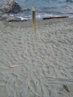 和歌浦漁港と田ノ浦漁港の間の砂浜にてキス調査