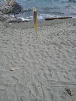 和歌浦漁港と田ノ浦漁港の間の砂浜にてキス調…