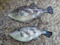 和歌山北港魚つり公園　ウマヅラハギ・メバル…