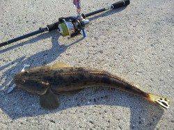 フラットフィッシュ狙いで紀ノ川へ〜とにかく遠投とランガンが重要