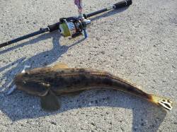 フラットフィッシュ狙いで紀ノ川へ〜とにかく…