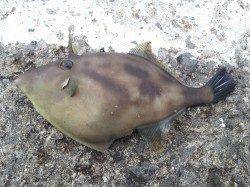 カゴ釣りをしに北港魚つり公園へ