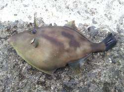 カゴ釣りをしに北港魚つり公園へ