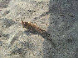 和歌浦漁港と田ノ浦漁港の間の砂浜にてキス調査