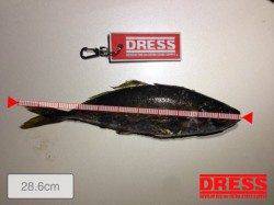 28.6cmのデカアジを常吉大橋でキャッチ！