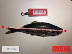 28.6cmのデカアジを常吉大橋でキャッチ…