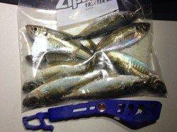 大阪でのアジング釣果〜ポイント探しに苦労しました