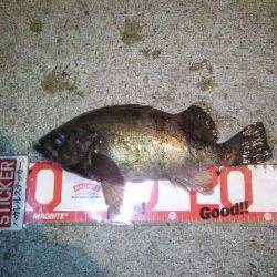 淡路島観光ホテルプライベート釣り場、メバリングでイレグイ堪能！