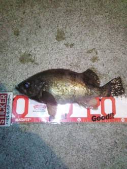 淡路島観光ホテルプライベート釣り場、メバリ…