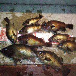 淡路島観光ホテルプライベート釣り場、メバリングでイレグイ堪能！