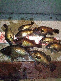 淡路島観光ホテルプライベート釣り場、メバリングでイレグイ堪能！