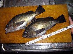 とっとパーク小島、サビキで良型メバル