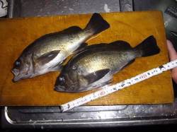 とっとパーク小島、サビキで良型メバル