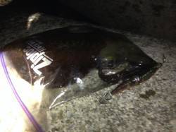 串本のエギングでのアオリイカ釣果です