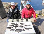 鷹島のカンドリ でのグレ釣果