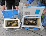 黒島の磯アイゴ好釣果、鷹島のカンドリではグレ