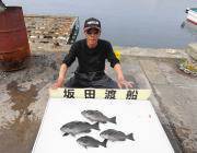 黒島の磯良型アイゴ25匹、鷹島のカンドリではグレの釣果も
