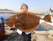 黒島の筏の泳がせ釣りで座布団クラスのヒラメ…