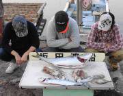 黒島の磯でアオリイカ・メジロ・サゴシの釣果…