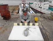 黒島の磯エギングでアオリイカ1.1kg