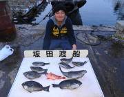鷹島のカンドリにてフカセ釣りでグレ