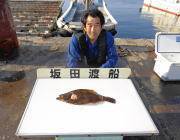 黒島の筏にてのませでヒラメの釣果