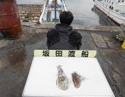 黒島の磯　エギングでアオリイカ・コウイカ