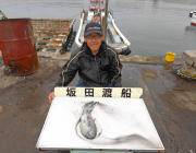 黒島の磯　ヤエンでキロクラスのアオリイカ