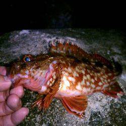 アジュール舞子メバリング〜釣り人は多いがアタリは・・・